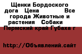 Щенки Бордоского дога › Цена ­ 60 000 - Все города Животные и растения » Собаки   . Пермский край,Губаха г.